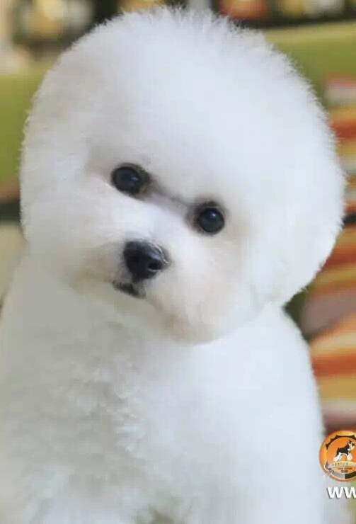 迷人的小比熊Kaken去新家啦，恭喜鄧小姐成為小家伙的新主人！